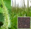 Plantago Seed Extract 4:1